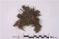 藏品(佩羅特扁萼蘚)的圖片